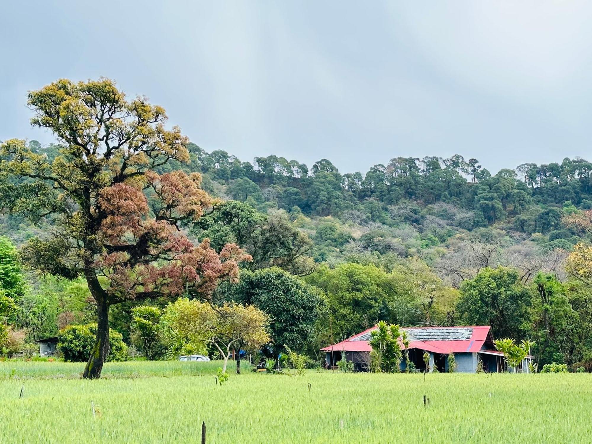 Dreamwoods A Travellers Farm Hostel ดารัมซาลา ภายนอก รูปภาพ